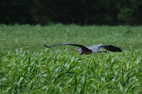 Ardea Cinerea (Giovane di Airone cenerino1)
